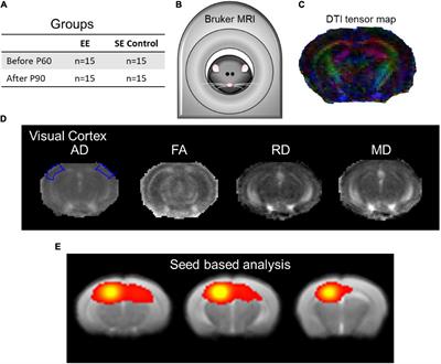 Structural and Functional Hippocampal Correlations in Environmental Enrichment During the Adolescent to Adulthood Transition in Mice